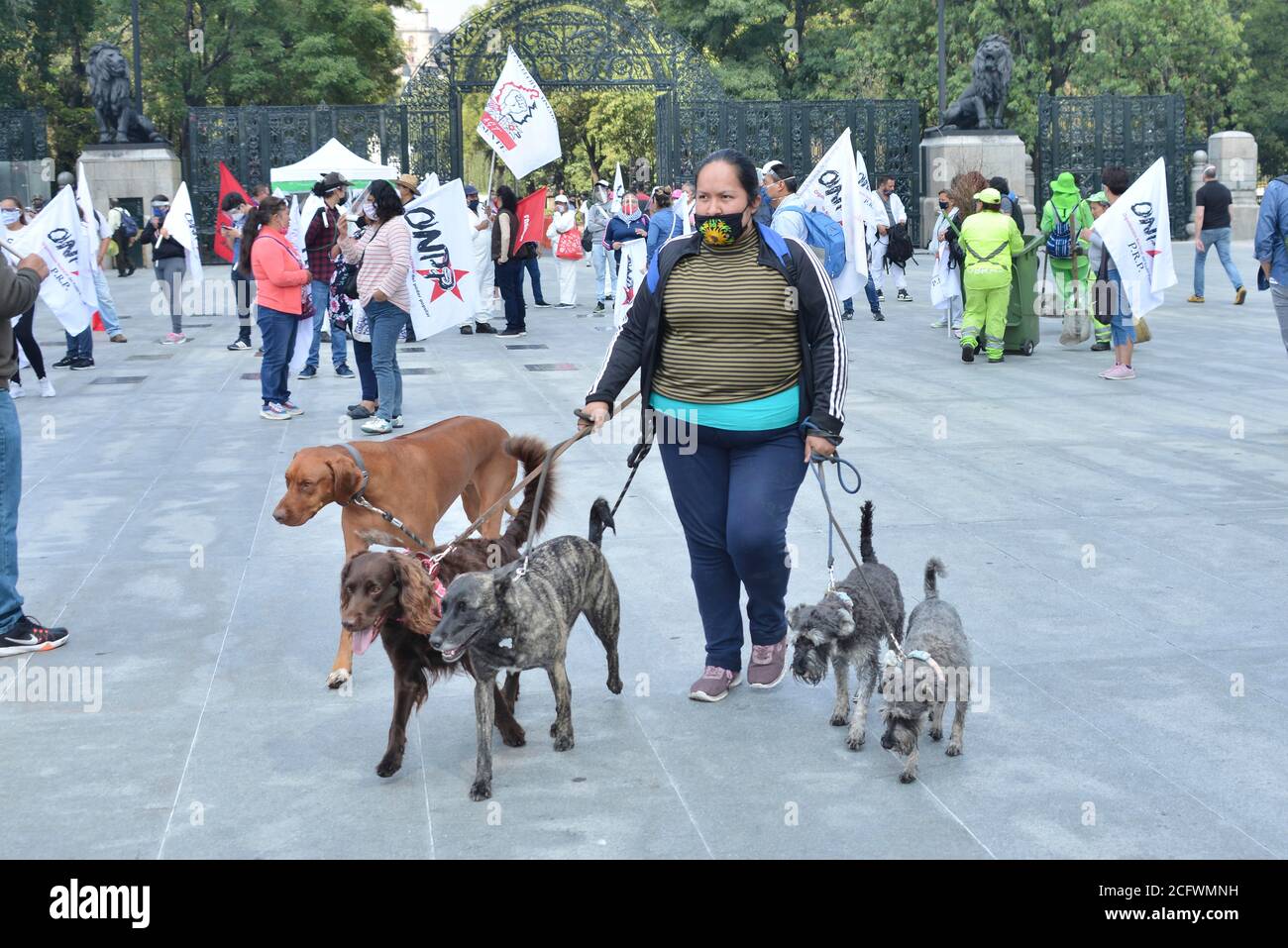 MEXICO, MEXIQUE - 1ER SEPTEMBRE : les randonneurs prennent des mesures sanitaires pour faire une promenade aux chiens de différentes races. En raison de l'urgence et avec le programme de séjour à la maison, les gens profitent du service des randonneurs pour chiens afin que leurs animaux puissent aller pour une promenade le 1er septembre 2020 à Mexico, Mexique. Crédit : Groupe EYEPIX/accès photo Banque D'Images