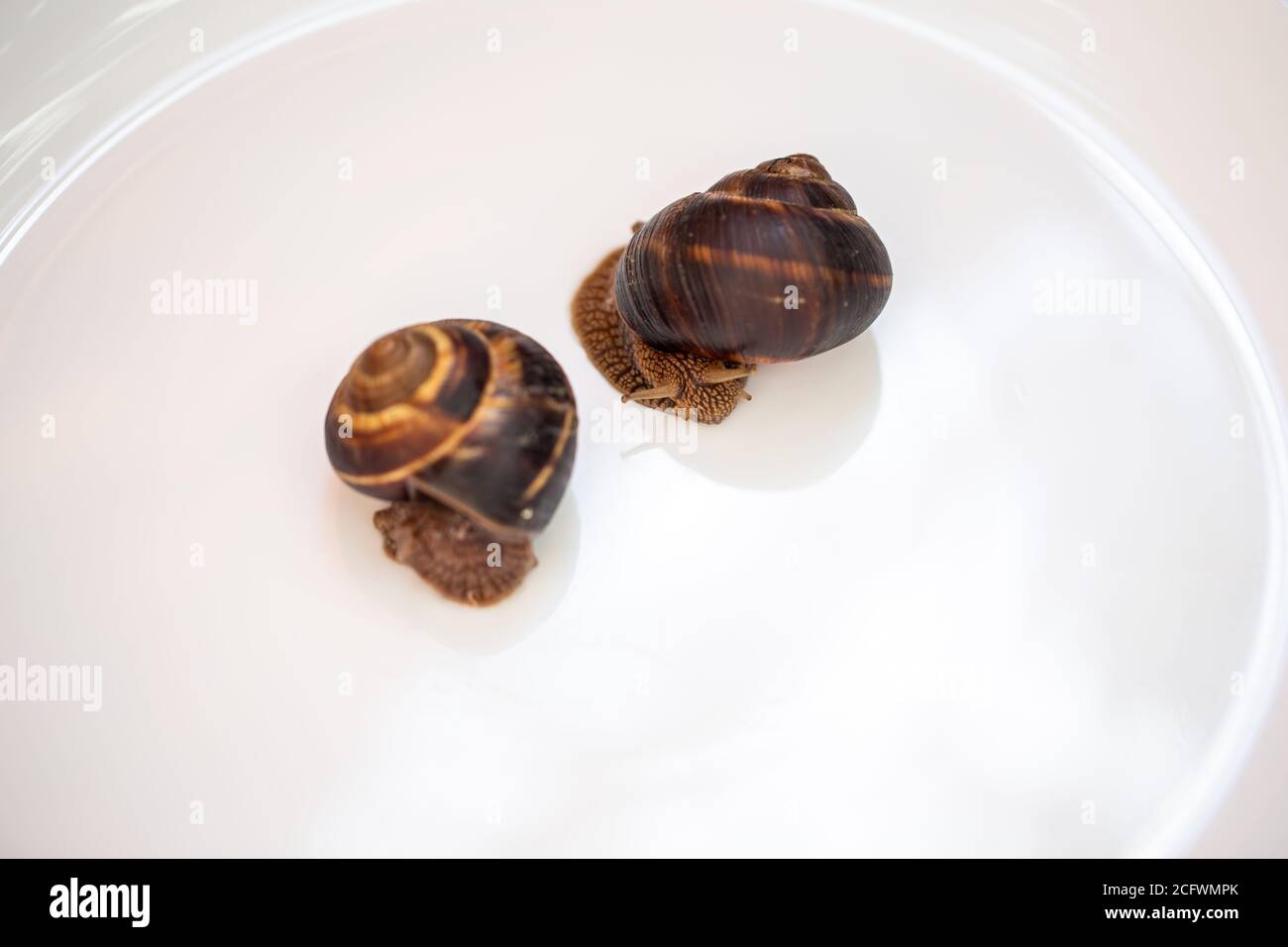 Grands escargots reposant sur une plaque blanche. Escargot comestible bourgudien. Cuisine et préparation de spécialités. Gastéropodes respiratoires Banque D'Images