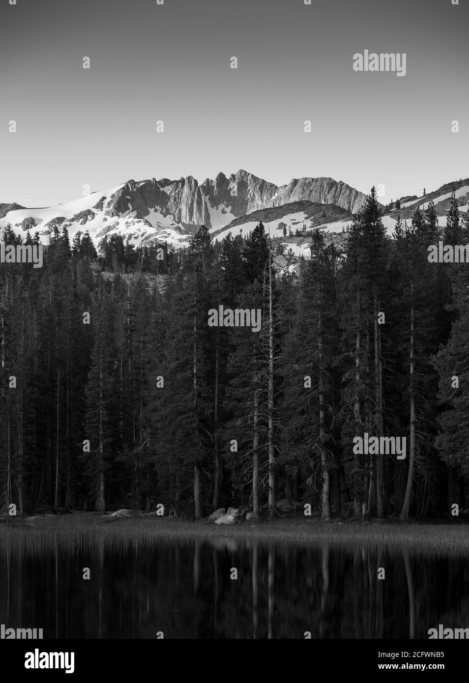 Arbre alpin et ses réflexions dans le lac STILL avec une chaîne de montagnes enneigée en arrière-plan au lever du soleil En Californie en noir et blanc Banque D'Images