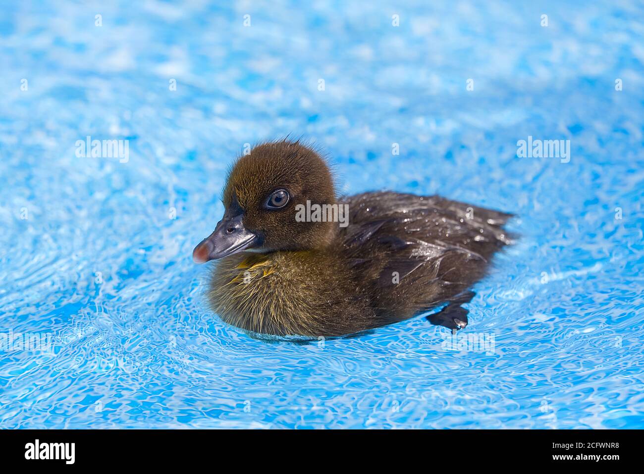 Jaune petit joli caneton dans la piscine. Nage en caneton dans l'eau bleue cristalline soleil d'été. Banque D'Images