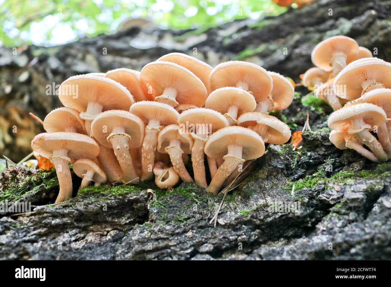 Le champignon du miel (Armillaria mellea) pousse sur les vieux bouleaux — free download