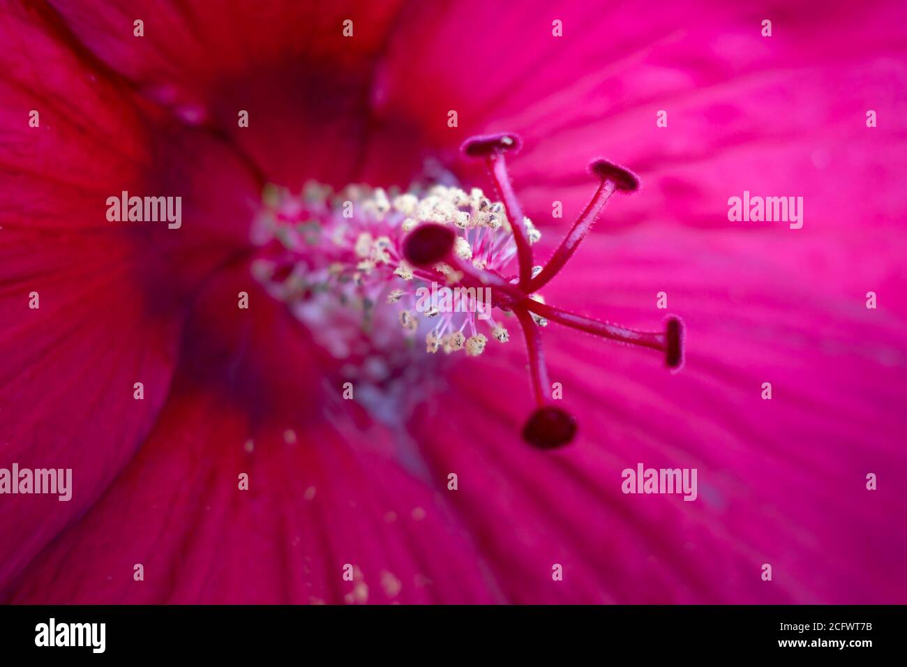 pollen de fleur rose et tiges réceptrices à l'intérieur de la fleur Banque D'Images