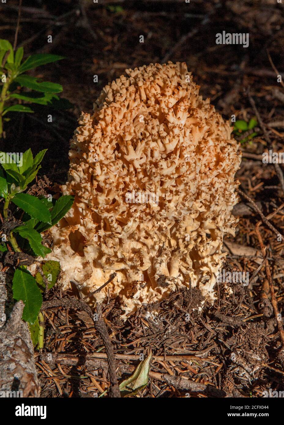 Une sorte de champignon de corail, peut-être le champignon du chou-fleur (Sparassis crispa aka S. radicata), se trouve à côté de la Pacific Crest Trail Banque D'Images