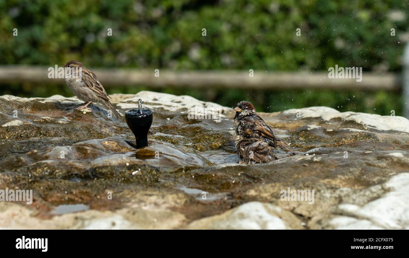 Les moineaux domestiques se baignant dans un bain d'oiseaux les projections d'eau. Banque D'Images