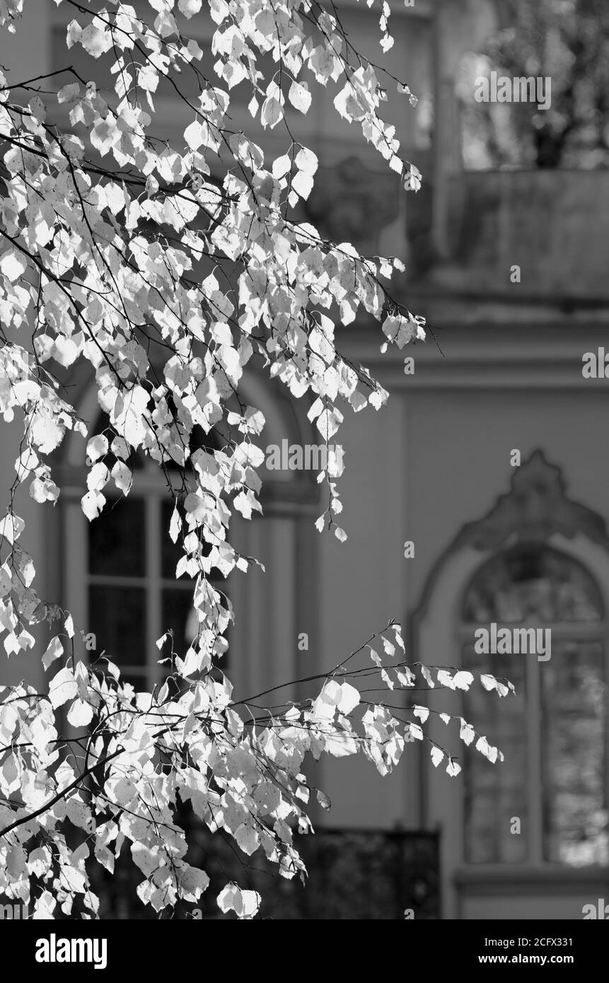 Concept noir et blanc d'une branche de bouleau d'automne au soleil de l'orientation verticale de la saison d'automne (Tsarskoye Selo, Saint-Pétersbourg) Banque D'Images