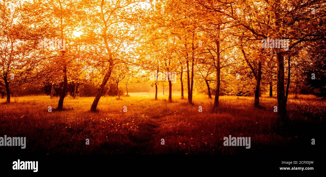forêt d'automne rouge le matin ensoleillé Banque D'Images