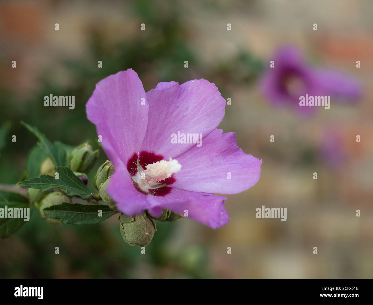 Gros plan sur l'hibiscus syrien. Fleurs roses. Fleurs et bourgeons de la plante. Banque D'Images