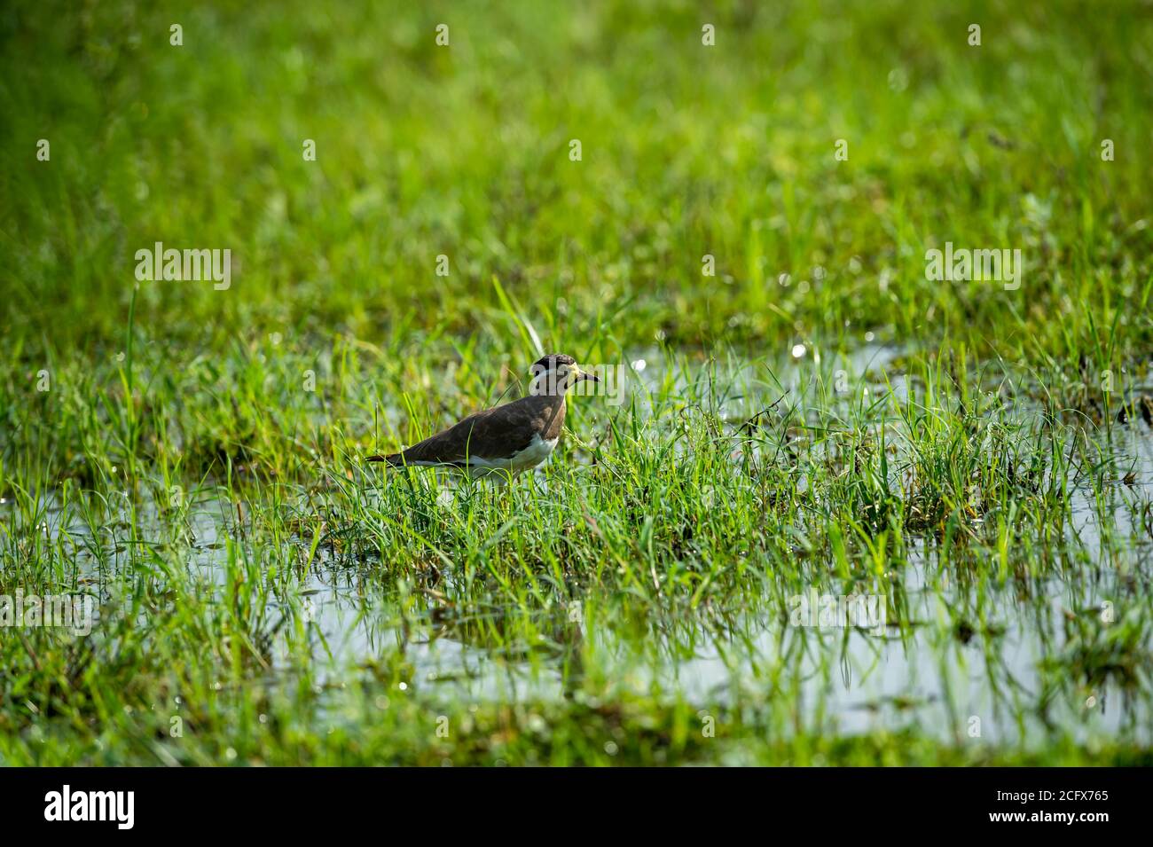 lapwing à puissance jaune ou Vanellus malabaricus portrait en vert naturel herbe et marais du parc national keoladeo ou oiseau bharatpur sanctuary inde Banque D'Images