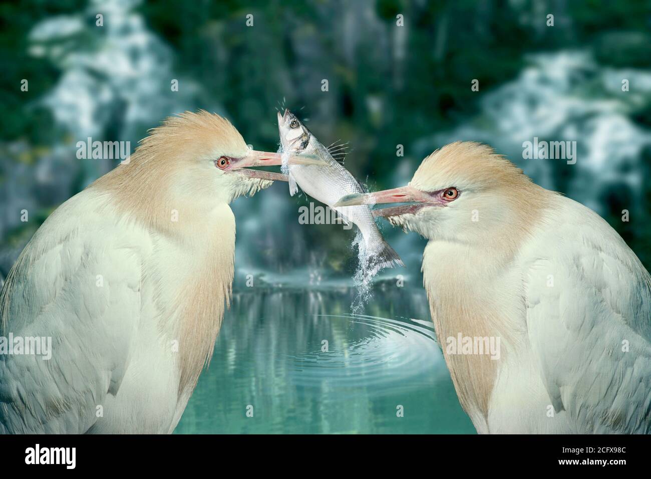Deux oiseaux partageant un concept de rivalité de poissons Banque D'Images