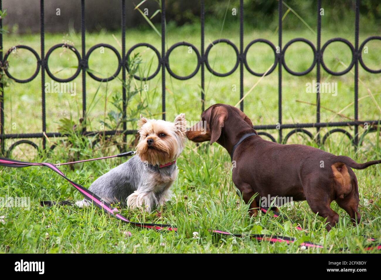 Dachshund, jeune chocolat mignon et rouge de race se rencontre et joue avec Magnifique petit chiot Yorkshire Terrier sur pelouse en herbe verte Parc de la ville.deux chiens Banque D'Images