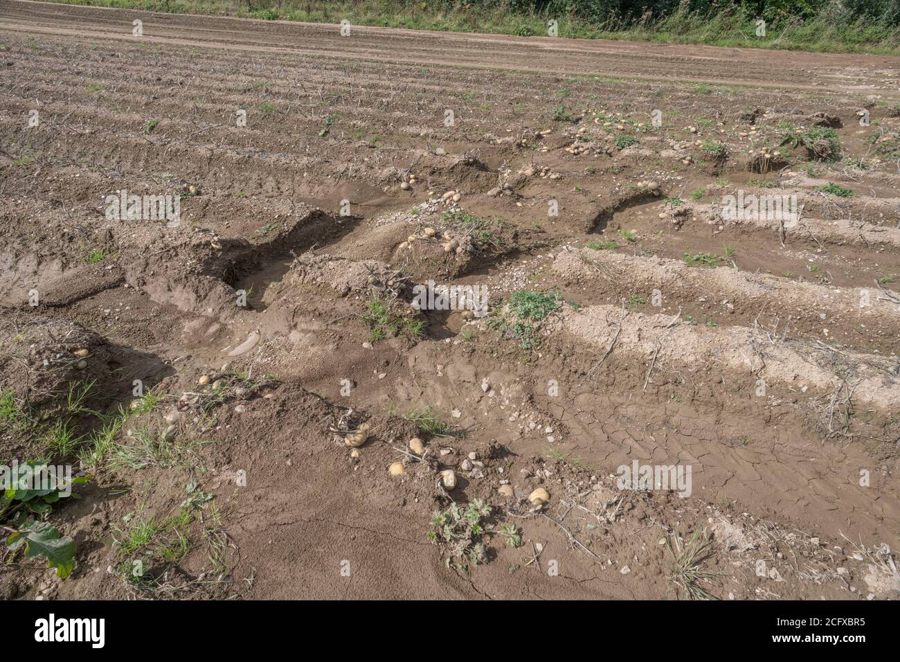 Champ de tubercules de pomme de terre exposé après le lavage de la récolte et l'érosion du sol dans la culture de la pomme de terre. En cas de mauvais temps, de conditions défavorables, de fortes pluies, de perte de récolte. Banque D'Images