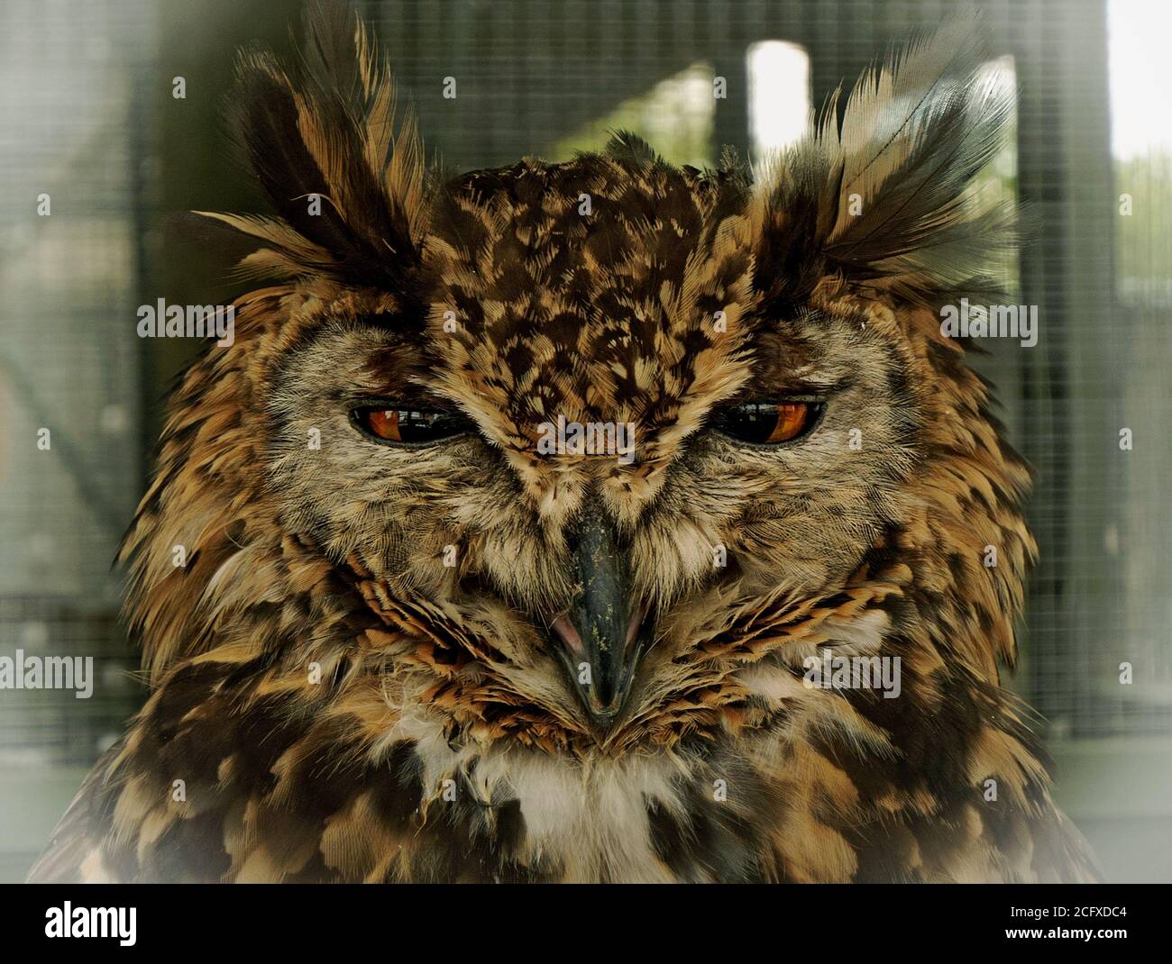 Image plein cadre d'une tête de hibou d'aigle regardant directement dans l'appareil photo Banque D'Images