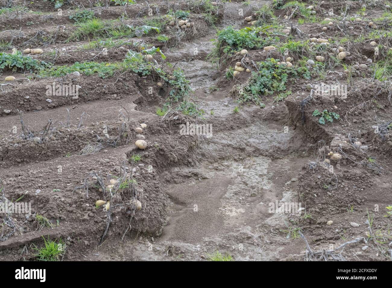 Champ de tubercules de pomme de terre exposé après le lavage de la récolte et l'érosion du sol dans la culture de la pomme de terre. En cas de mauvais temps, de conditions défavorables, de fortes pluies, de pertes de récolte gâchées. Banque D'Images