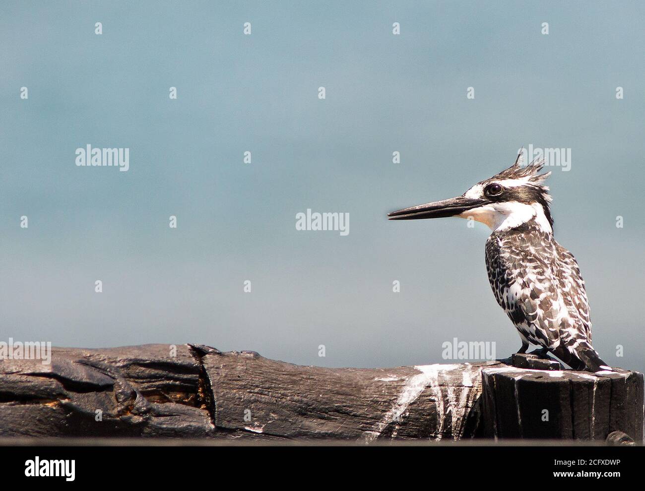 Pied Kingfisher perché sur un poteau en bois noir avec un fond ciel bleu vide Banque D'Images