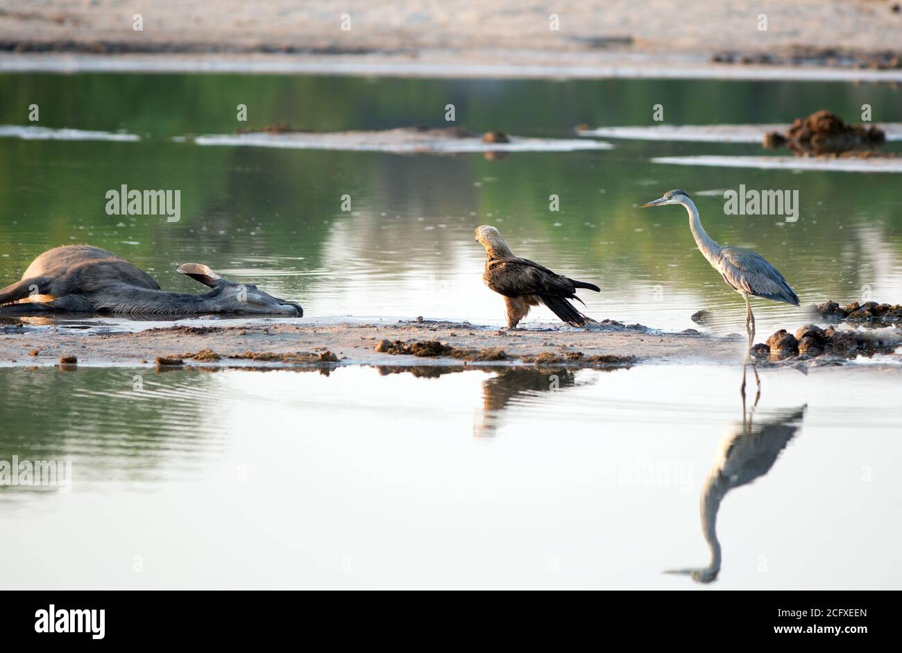 Un Kudu mort qui s'est posé dans un bassin d'eau avec un aigle Tawny et un héron africain gris tout près. Parc national de Hwange, Zimbabwe Banque D'Images
