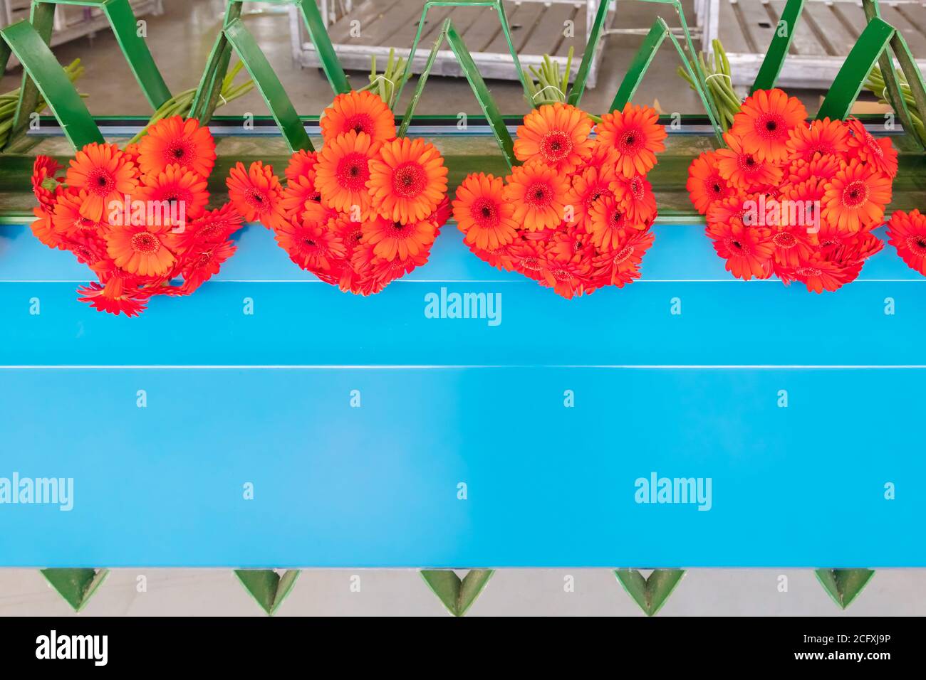 Emballage automatisé de fleurs de gerbera rouges fraîches dans une serre Banque D'Images