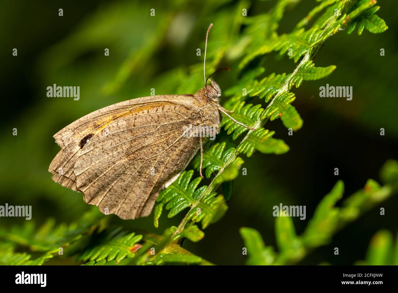 Meadow Brown Butterfly (Maniola jurtina) avec le dessous de l'aile un insecte brun volant au printemps photo Banque D'Images