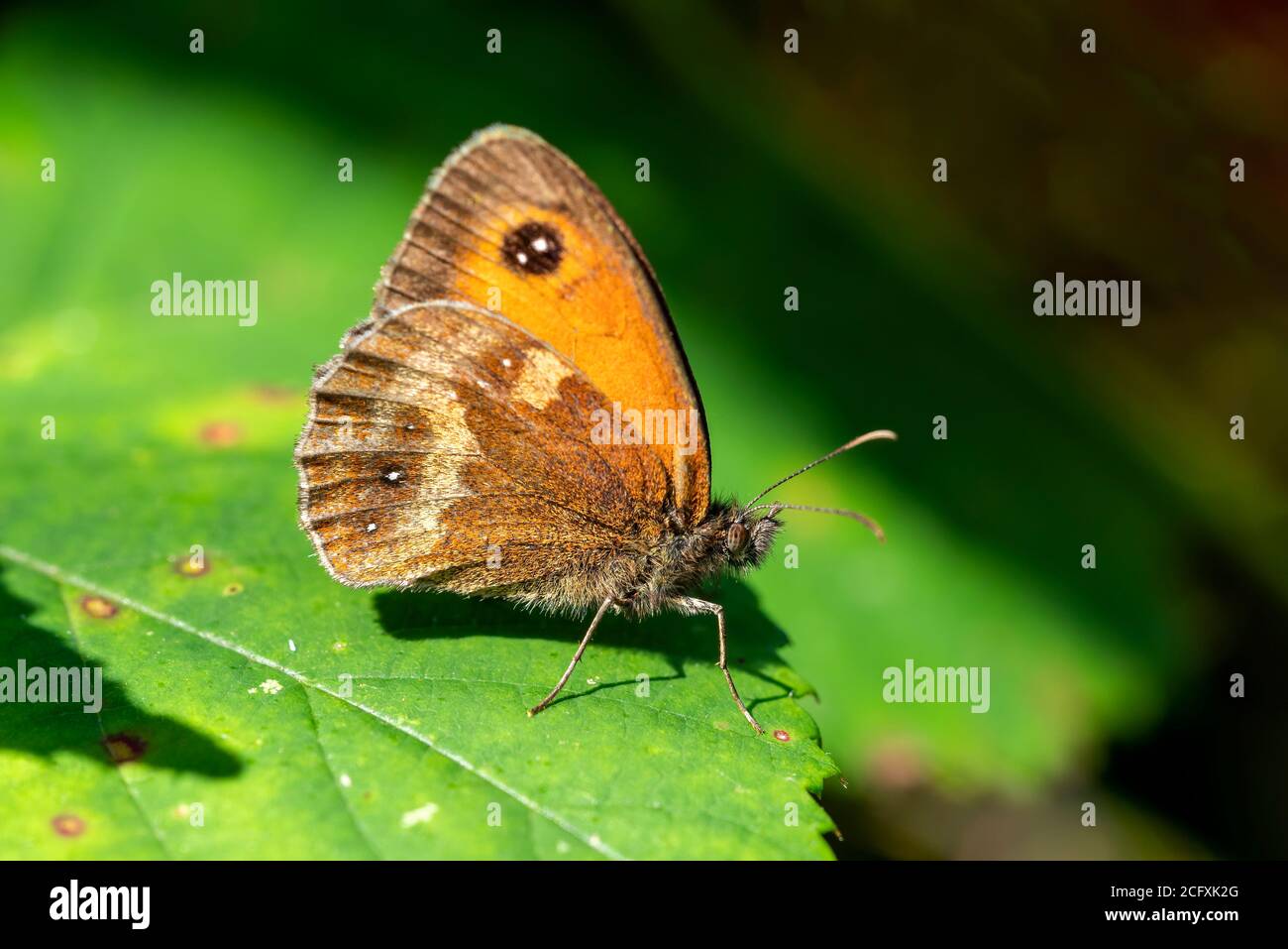Papillon gardien (Pyronia tithonus) montrant le dessous d'une aile un insecte volant au printemps Parfois connu sous le nom d'image de photo de couverture Brown Banque D'Images