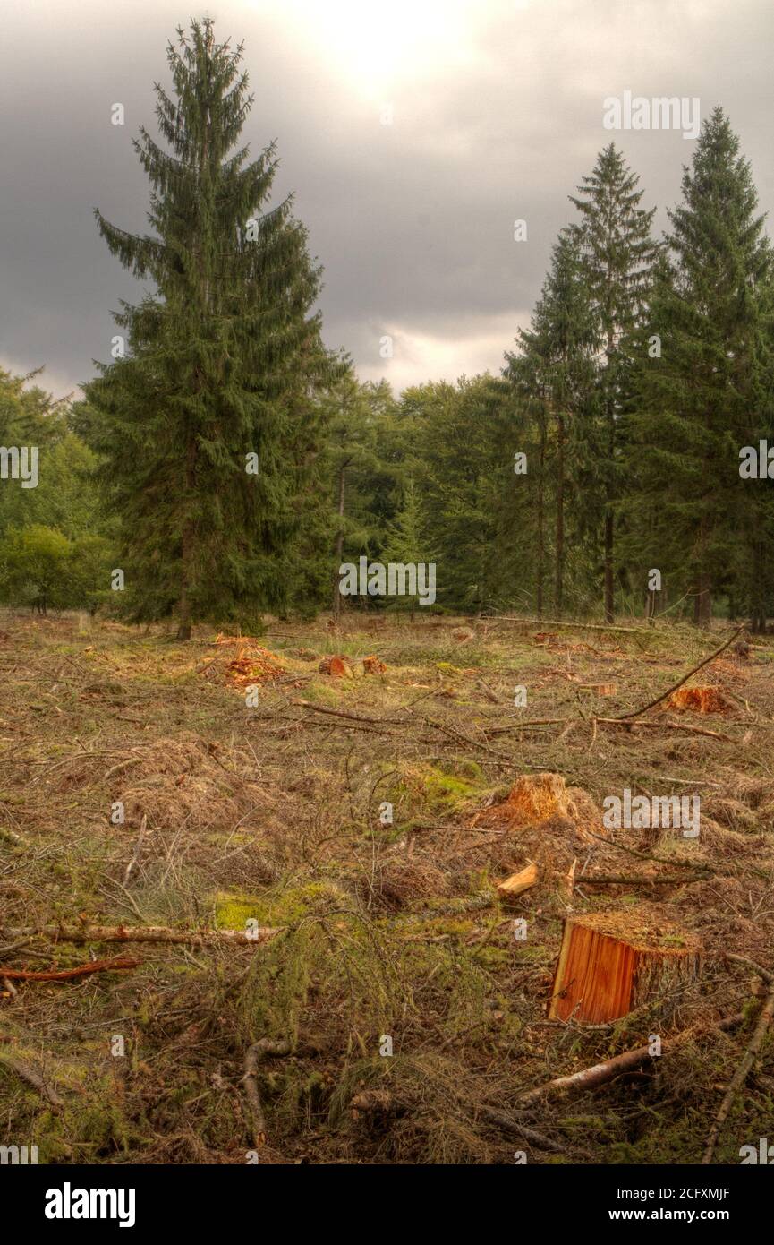 La déforestation, une grande zone de défrichement dans une forêt Banque D'Images