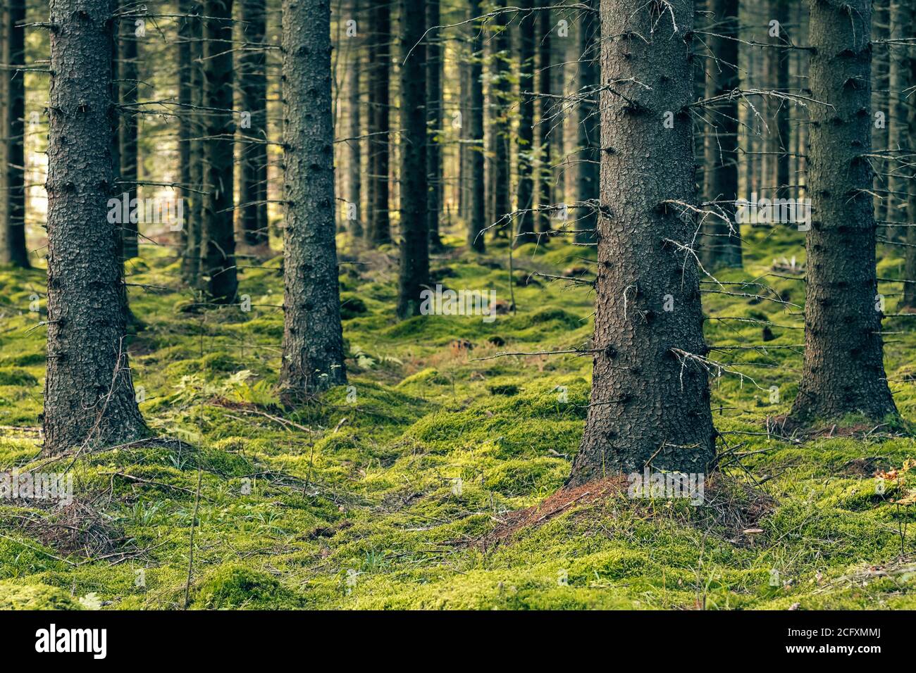 Forêt mystique de pins et de sapins avec de la mousse verte. Banque D'Images