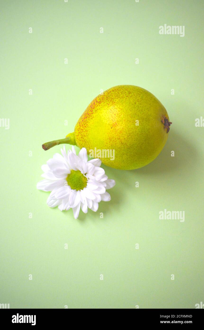 Gros plan de la tête de fleur de chrysanthème blanc et de la poire jaune sur fond vert pastel Banque D'Images