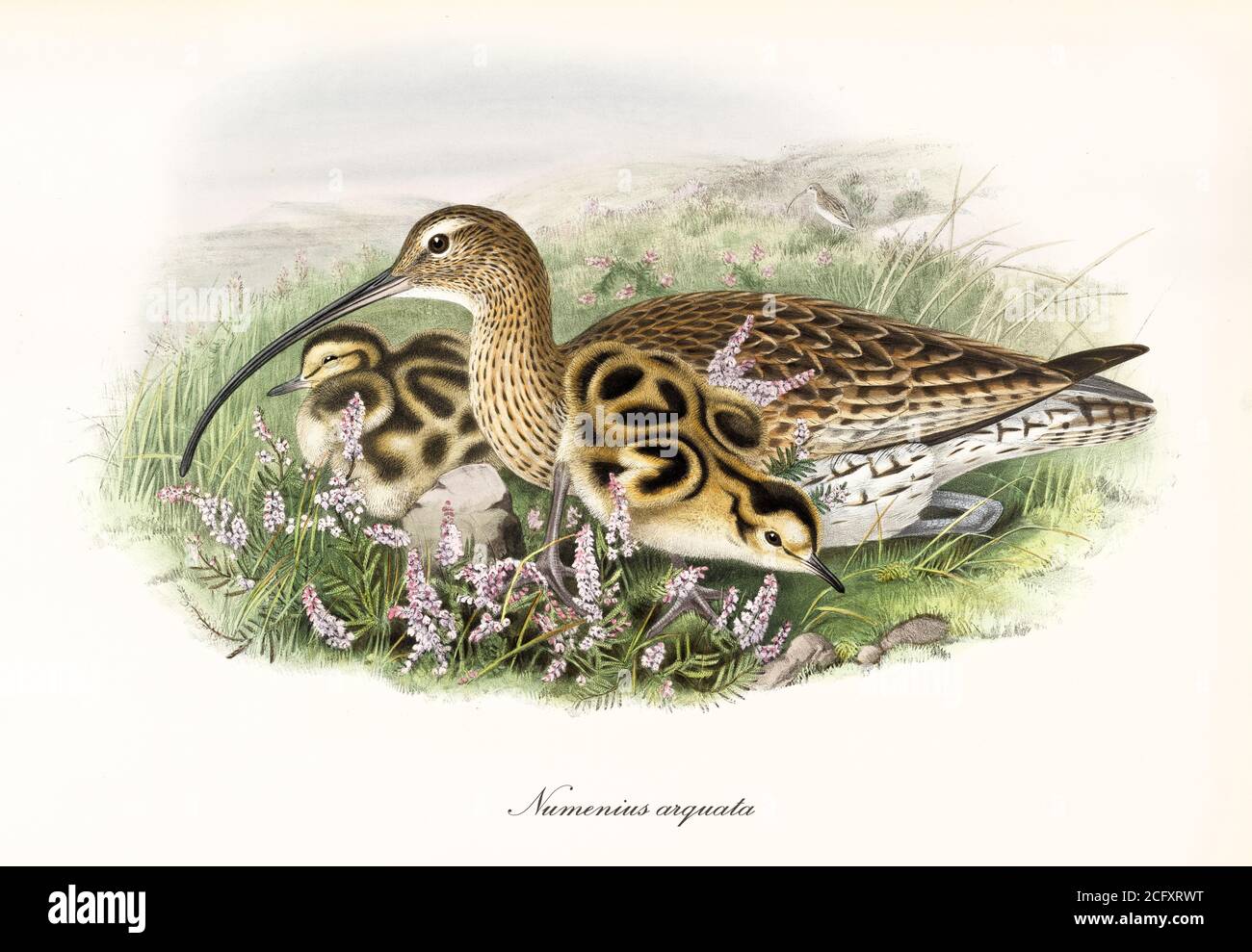 Oiseau plumage brun clair à pois noirs et long bec noir de Courlis eurasien (Numenius arquata) dans l'herbe avec des enfants. Art par John Gould 1862-1873 Banque D'Images