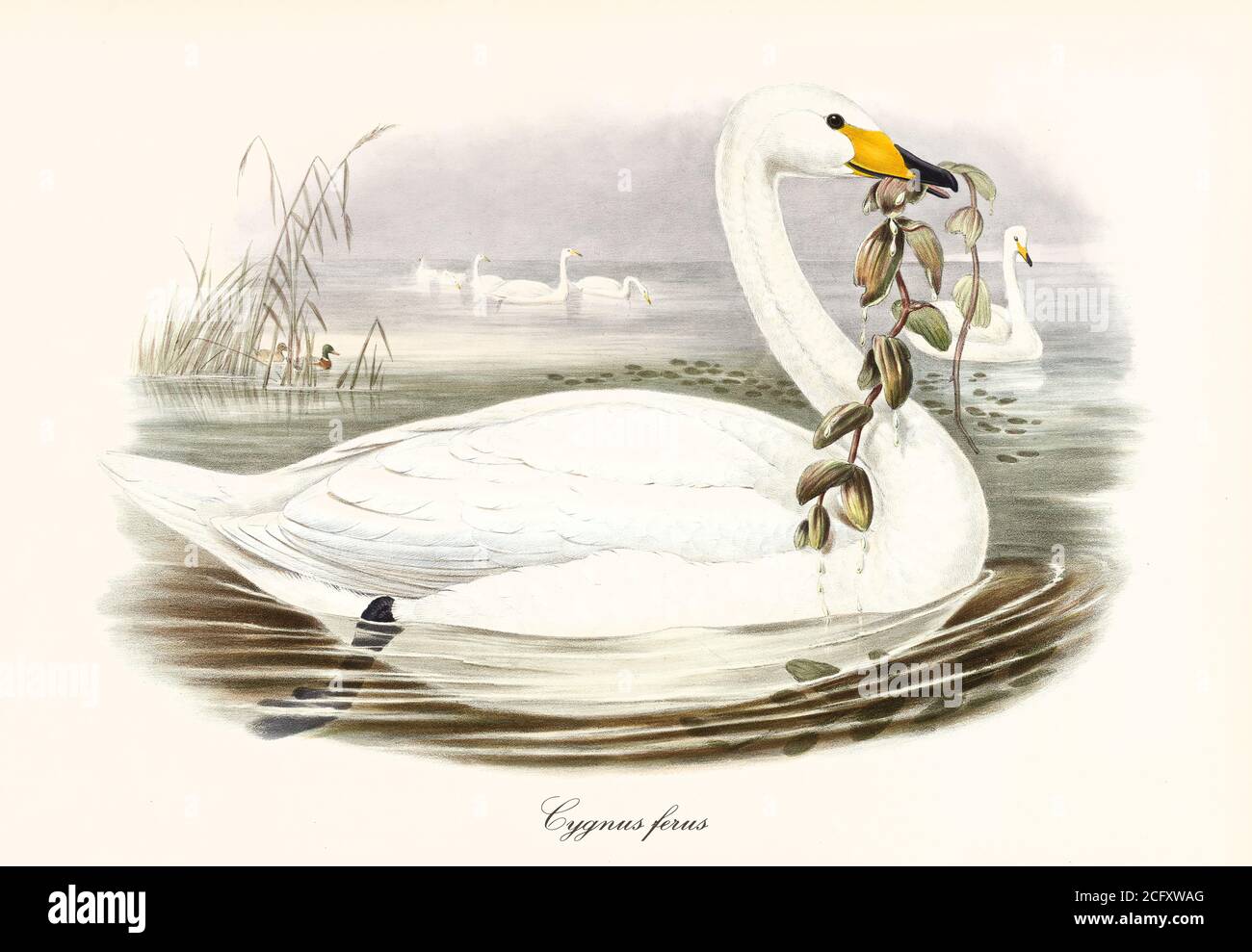 'Profil d'un cygne Whooper (Cygnus cygnus) nageant et transportant ou mangeant de la végétation aquatique avec bec. Art par John Gould Londres 1862-1873' Banque D'Images