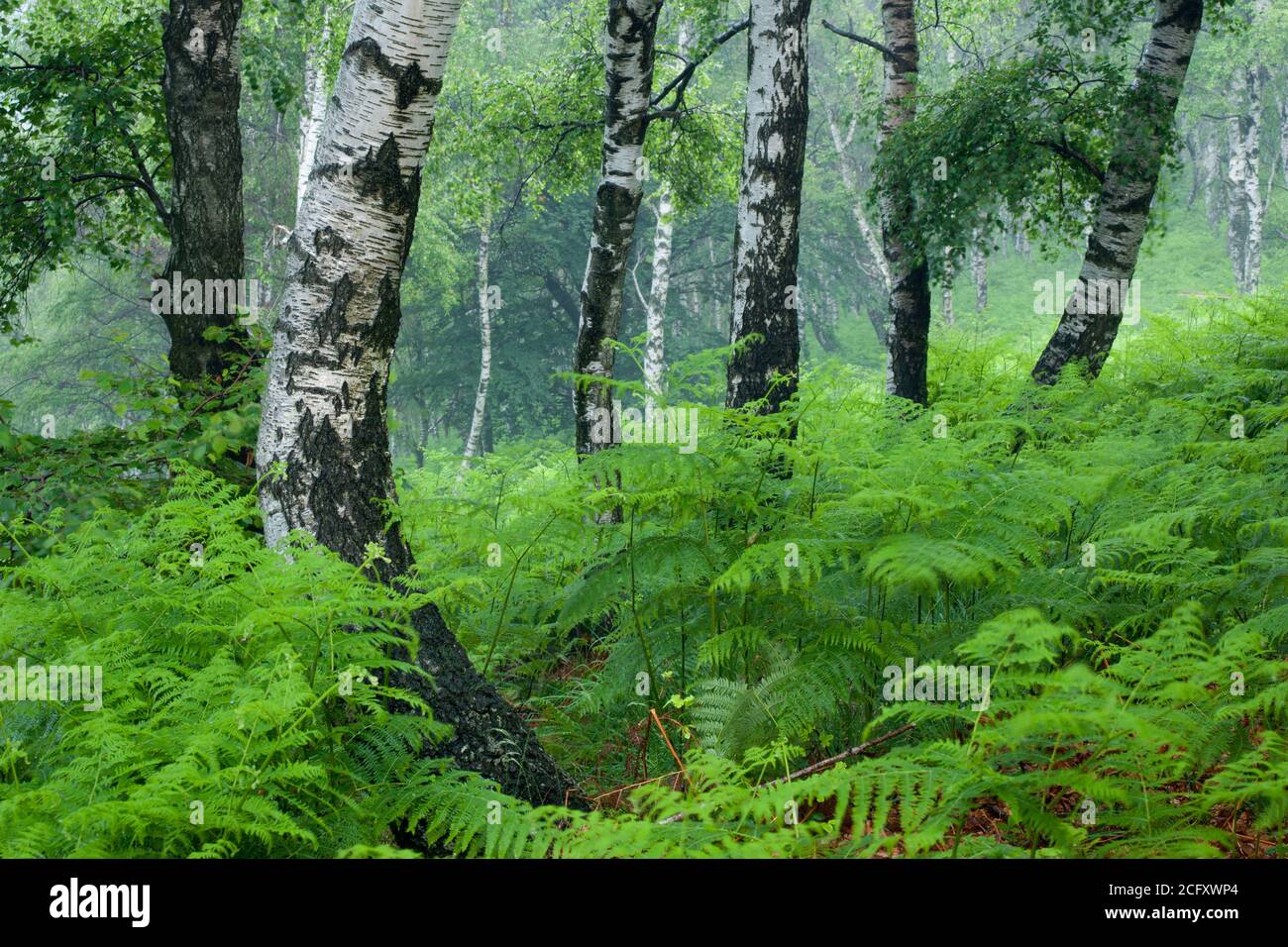 Géographie / Voyage, Italie, Paysage boisé dans le Val Grande, Parc National du Val Grande, Piémont, droits-supplémentaires-déstockage-Info-non-disponible Banque D'Images