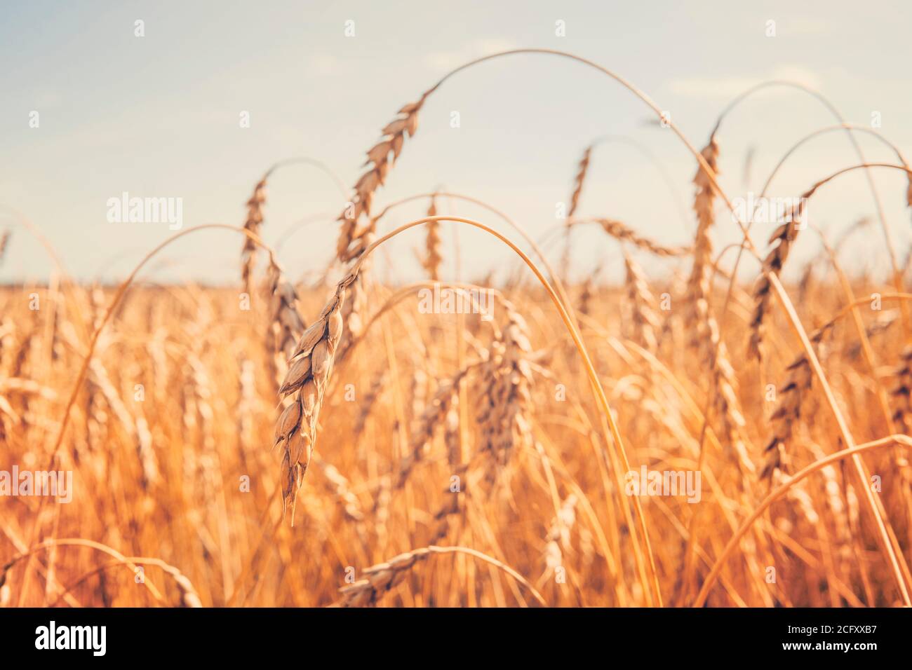 Gros plan des épis de blé contre le ciel bleu sur le terrain. Industrie agricole. Agro-industrie Banque D'Images