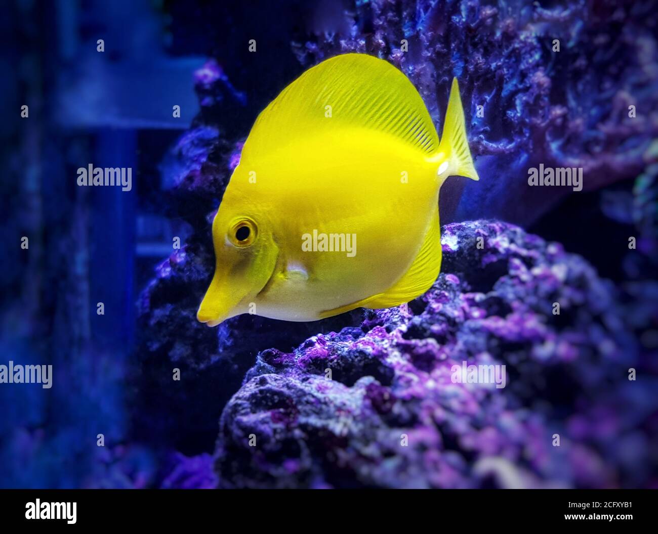 Zebrasoma flavescens - le tang jaune, c'est l'un des poissons d'aquarium les plus populaires Banque D'Images