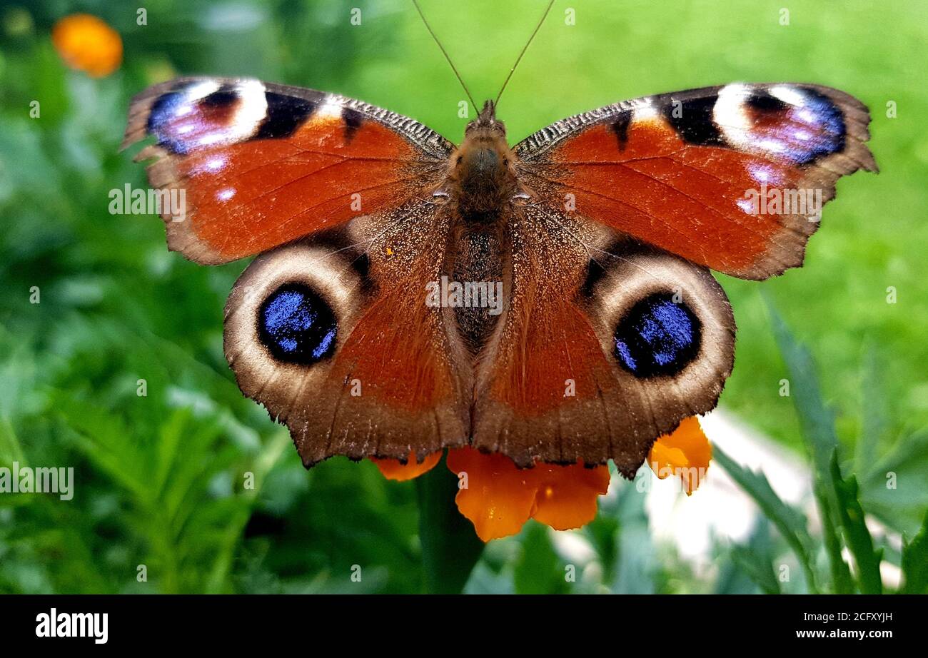 Papillon européen de paon - Aglais io Banque D'Images