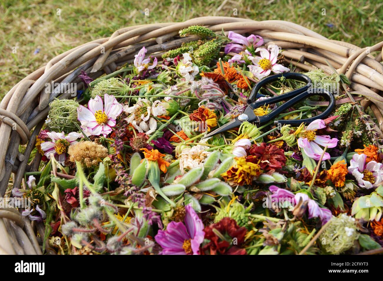 Panier tissé du jardinier rempli de têtes de fleurs coupées décolorées avec ciseaux fleuristes rétro sur fleurs colorées Banque D'Images