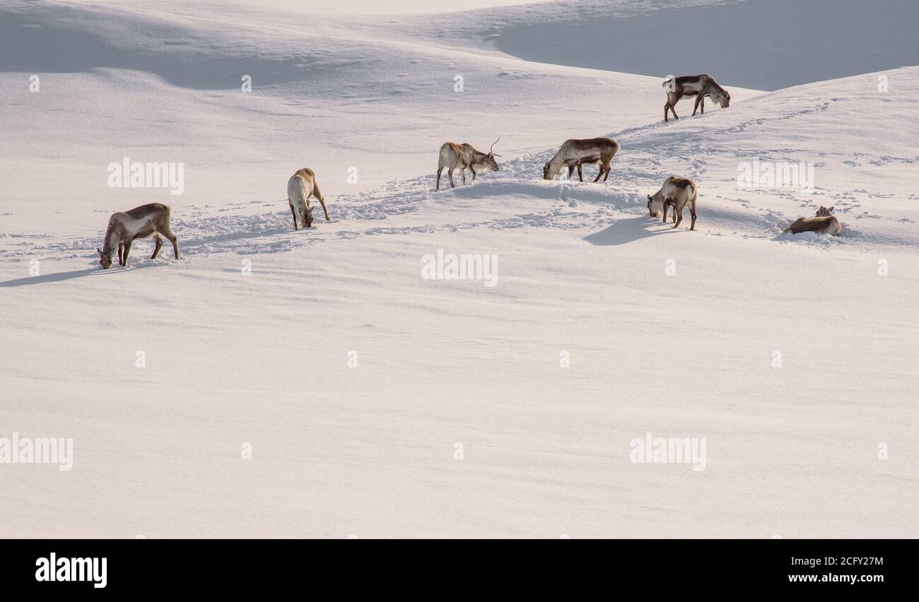 Rennes sauvages à la recherche de nourriture dans la neige profonde Islande Banque D'Images