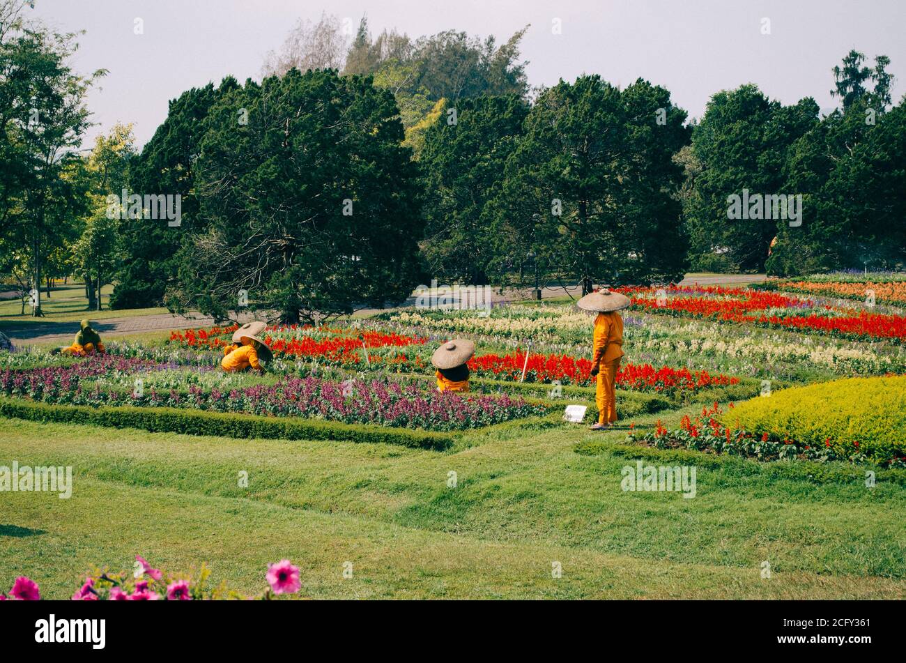 Bogor, Indonésie - femmes asiatiques travaillant dans le hijab, un chapeau traditionnel, et des uniformes d'orange jardinage et prendre soin du champ coloré des fleurs. Banque D'Images