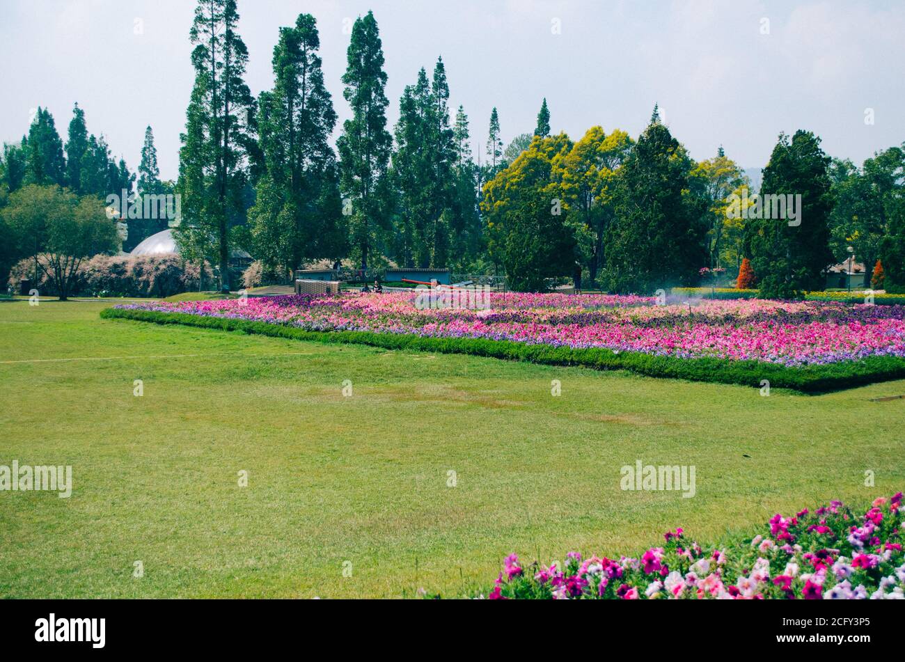 Bogor, Indonésie - VUE sur le parc à thème des fleurs Taman Bunga Nusantara dans un après-midi nuageux avec vue sur un champ de fleurs roses à violettes de Banque D'Images
