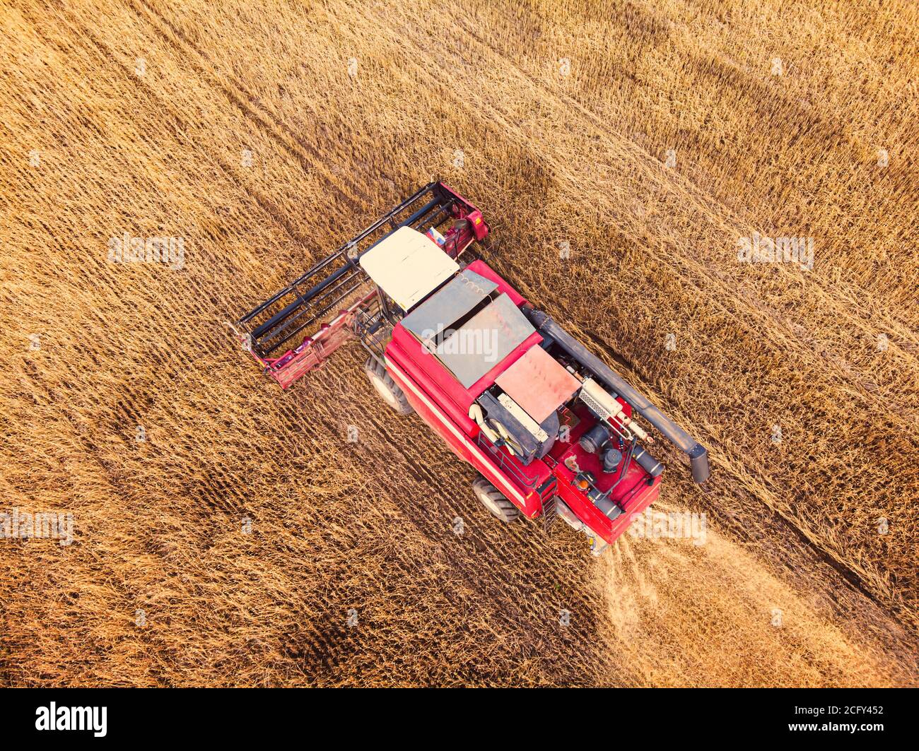 Vue aérienne sur la moissonneuse-batteuse travaillant sur le grand champ de blé. Fabrication de foin et récolte au début de l'automne sur le terrain. Le tracteur tond l'herbe sèche Banque D'Images