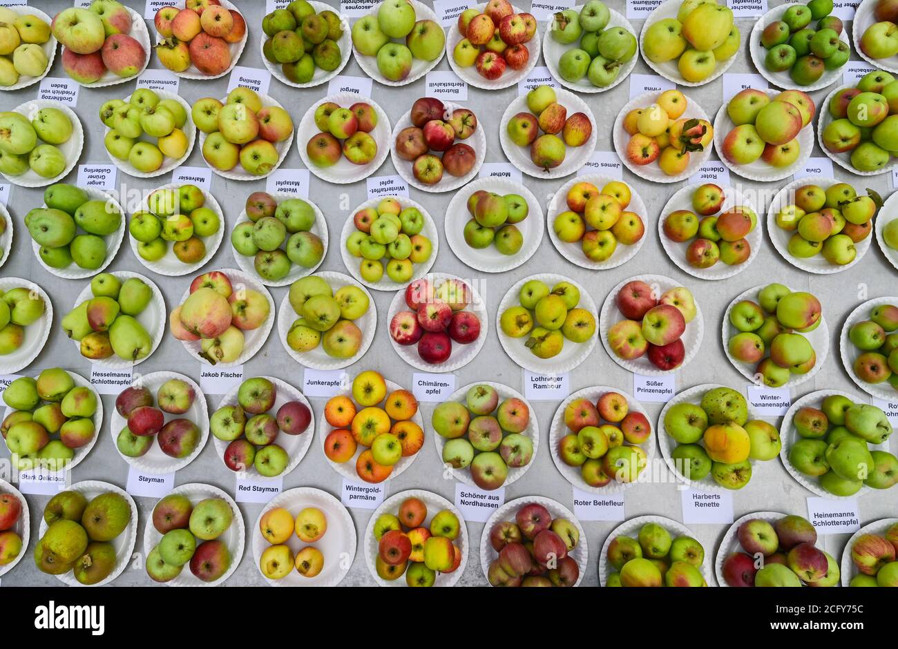 08 septembre 2020, Brandebourg, Müncheberg: Différentes variétés de pommes sont exposées sur une table dans la station expérimentale fruitière de l'Office d'État pour le développement rural, l'agriculture et la réajustement des terres. Environ 1000 variétés différentes de pommes, environ 100 variétés différentes de poires et 50 autres variétés différentes de fruits en pierre poussent sur le terrain de la station expérimentale fruitière. De 09.09.2020 jusqu'à la mi-octobre, la sélection automatique aura lieu ici. Photo: Patrick Pleul/dpa-Zentralbild/ZB Banque D'Images