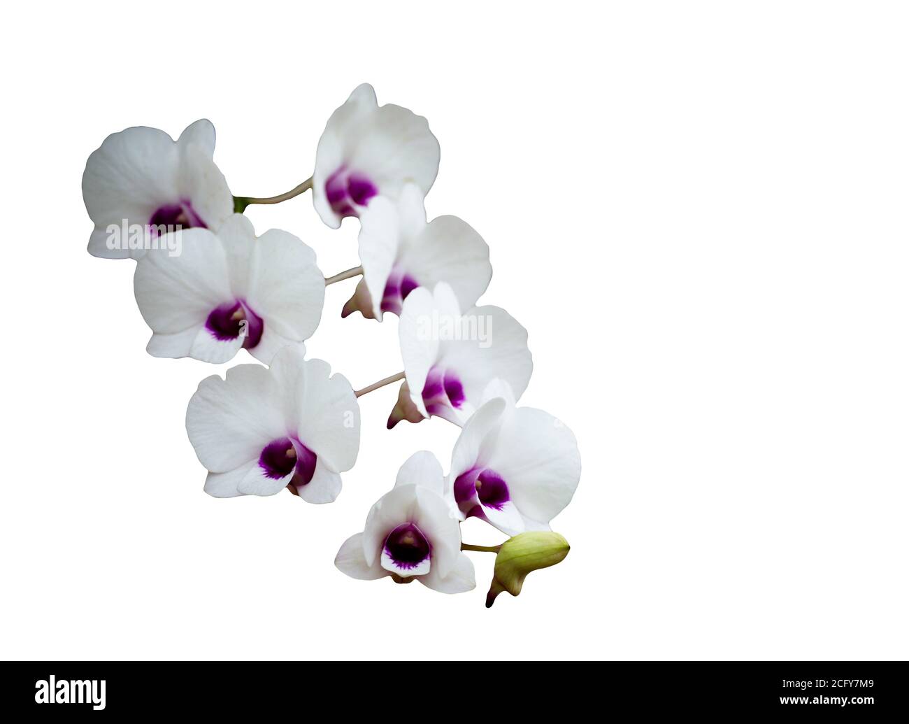 Orchidées avec chemin d'écrêtage isolé sur fond blanc. Banque D'Images