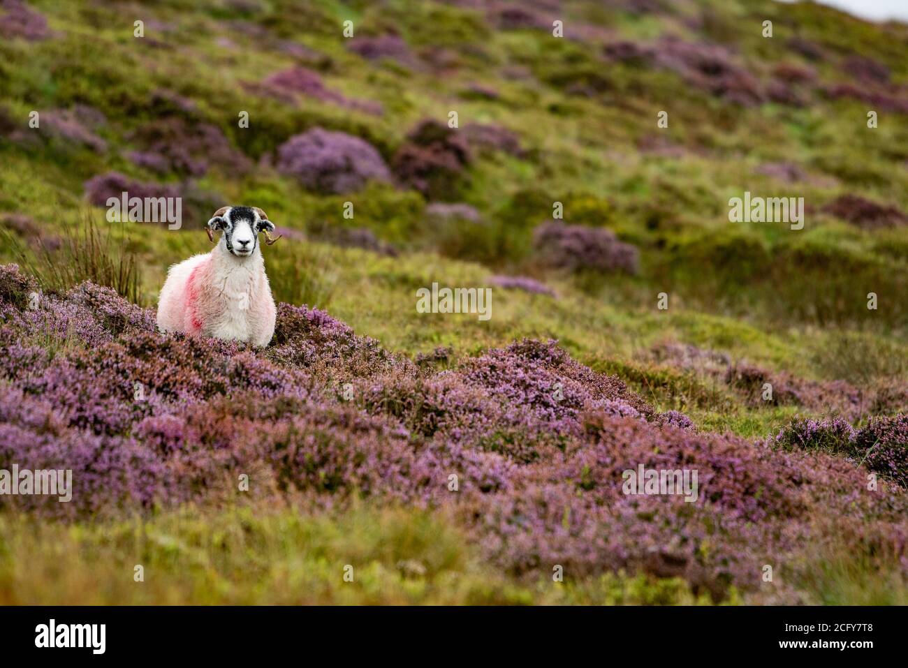 Lancaster, Lancashire, Royaume-Uni. 8 septembre 2020. Un jour terne, brumeux et pluvieux faisant ressortir les couleurs de la bruyère en fleur à Harrisend est tombé, près de Lancaster, dans le Lancashire. Crédit : John Eveson/Alamy Live News Banque D'Images