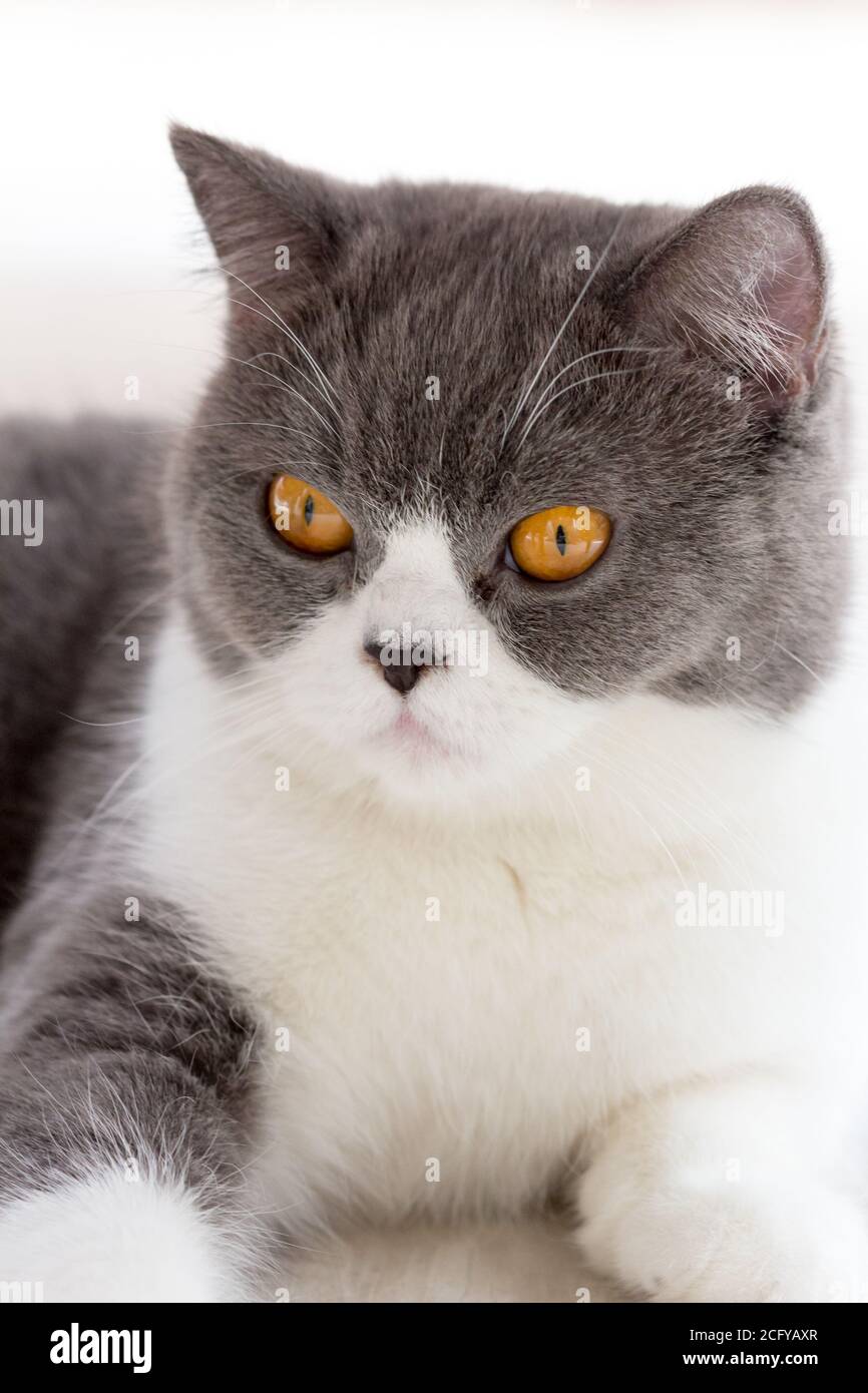 gros plan sur le chat Banque D'Images