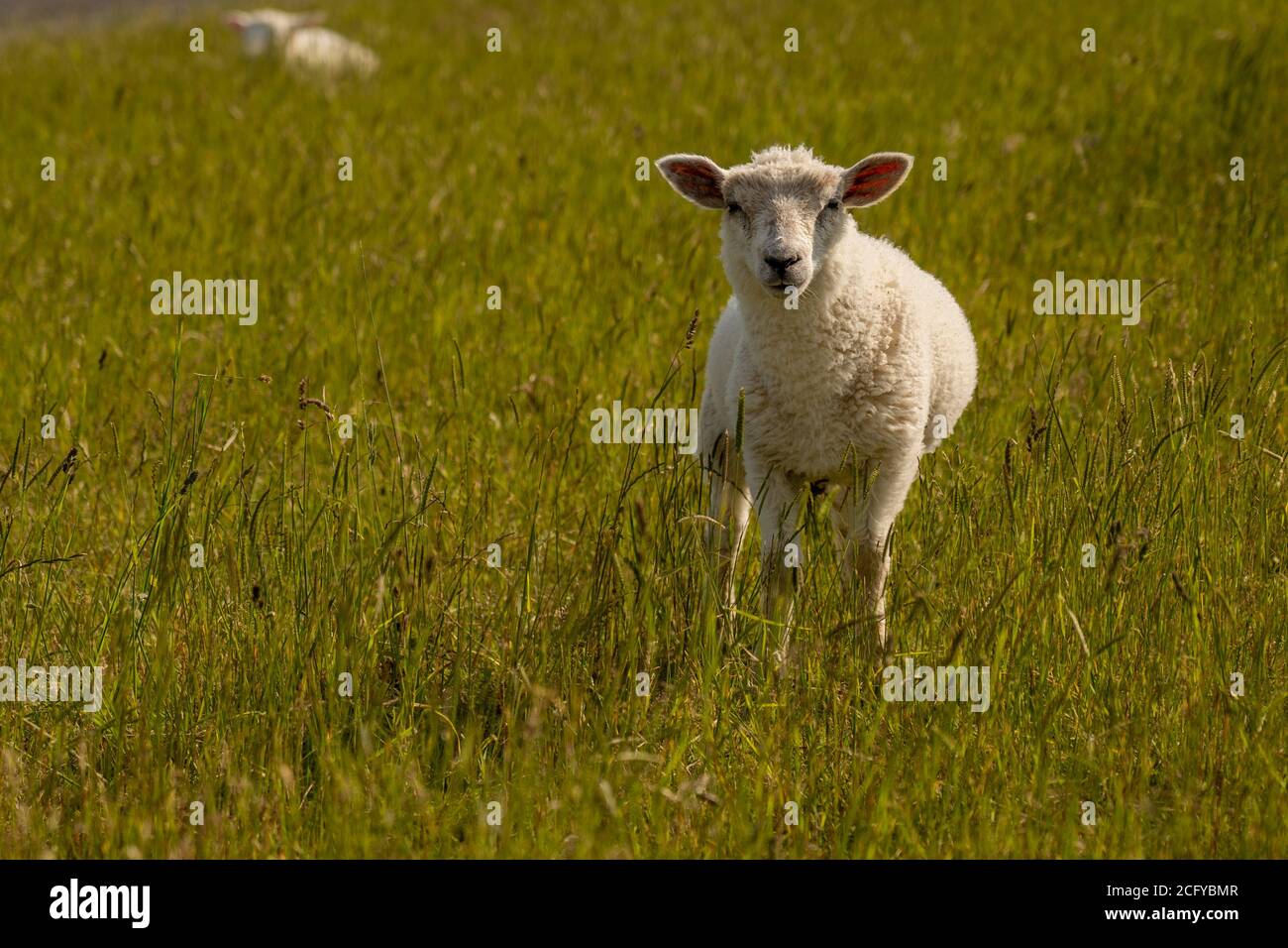 moutons reposant et pâturage de l'herbe sur la digue au mer du nord Banque D'Images