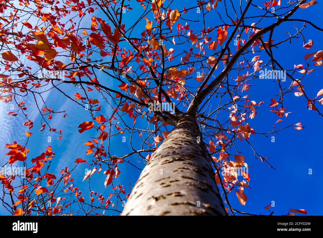 Feuilles d'or d'un cerisier contre le ciel bleu sur le campus de University College Dublin, Dublin, Irlande Banque D'Images