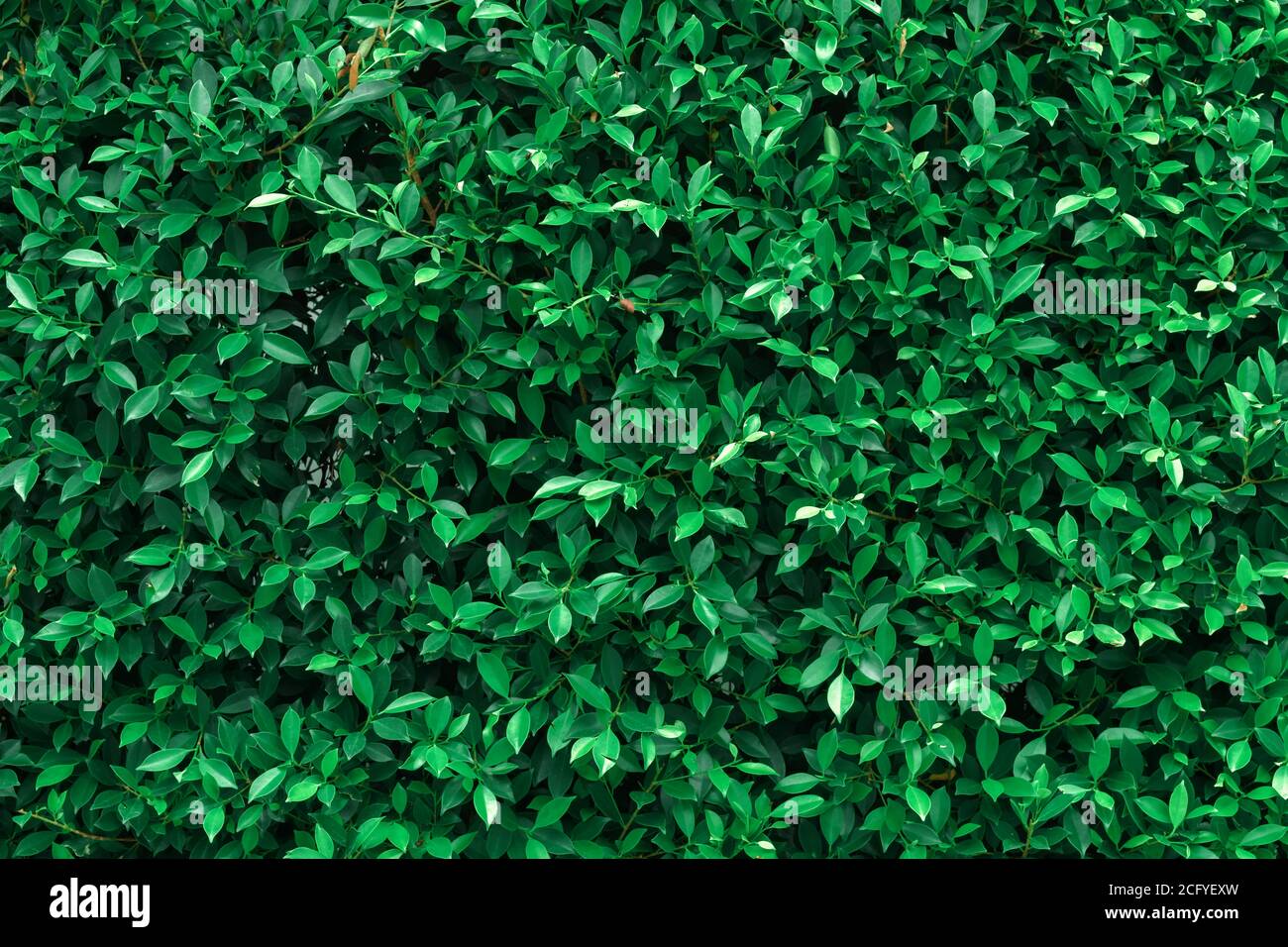 Feuilles vert foncé texturées. Concept nature pour fond d'écran Banque D'Images