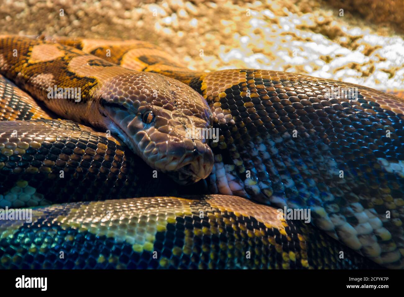 Le python réticulé (Malayopython reticulatus) est une espèce de serpent de la famille des Pythonidae. L'espèce est originaire de l'Asie du Sud et DE LA MER Banque D'Images