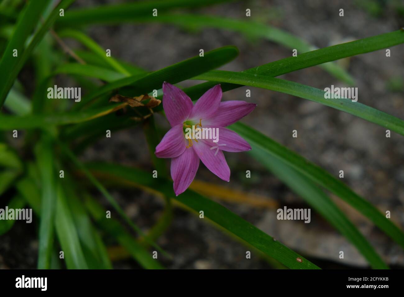 Le Lily de pluie (également appelé Zephyranthes ou Lily de fées) vient de la tendance de cette plante à fleurir après que cette plante a reçu assez de précipitations. Banque D'Images