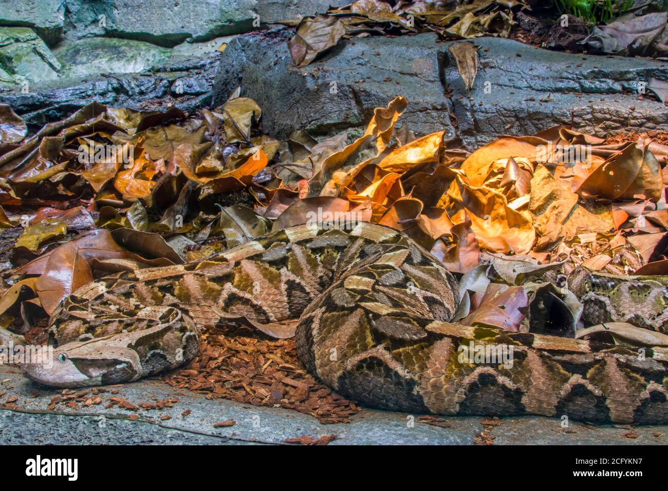 La vipère de Gaboon (Bitis gabonica) est une espèce de vipère que l'on trouve dans les forêts tropicales et les savanes d'Afrique subsaharienne. Comme tous les vipers, c'est venimeux. Banque D'Images