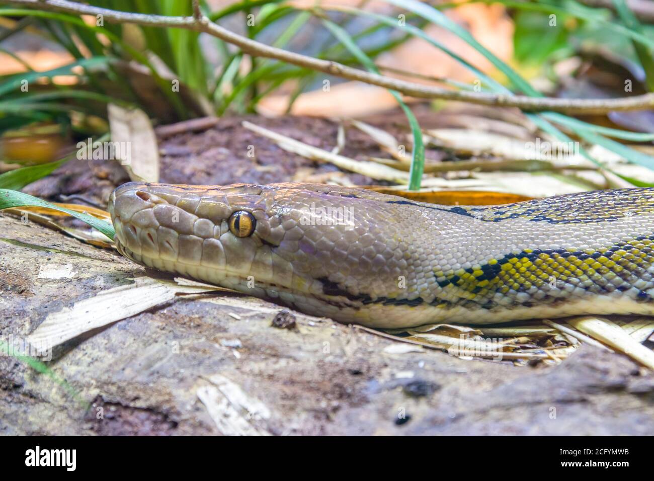 Le python réticulé (Malayopython reticulatus) est une espèce de serpent de la famille des Pythonidae. L'espèce est originaire de l'Asie du Sud et DE LA MER Banque D'Images