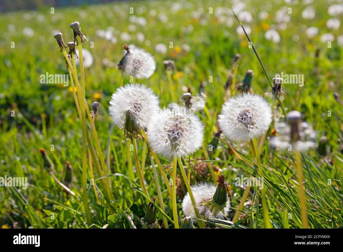 Pissenlit (Taraxacum) dans les graines Banque D'Images