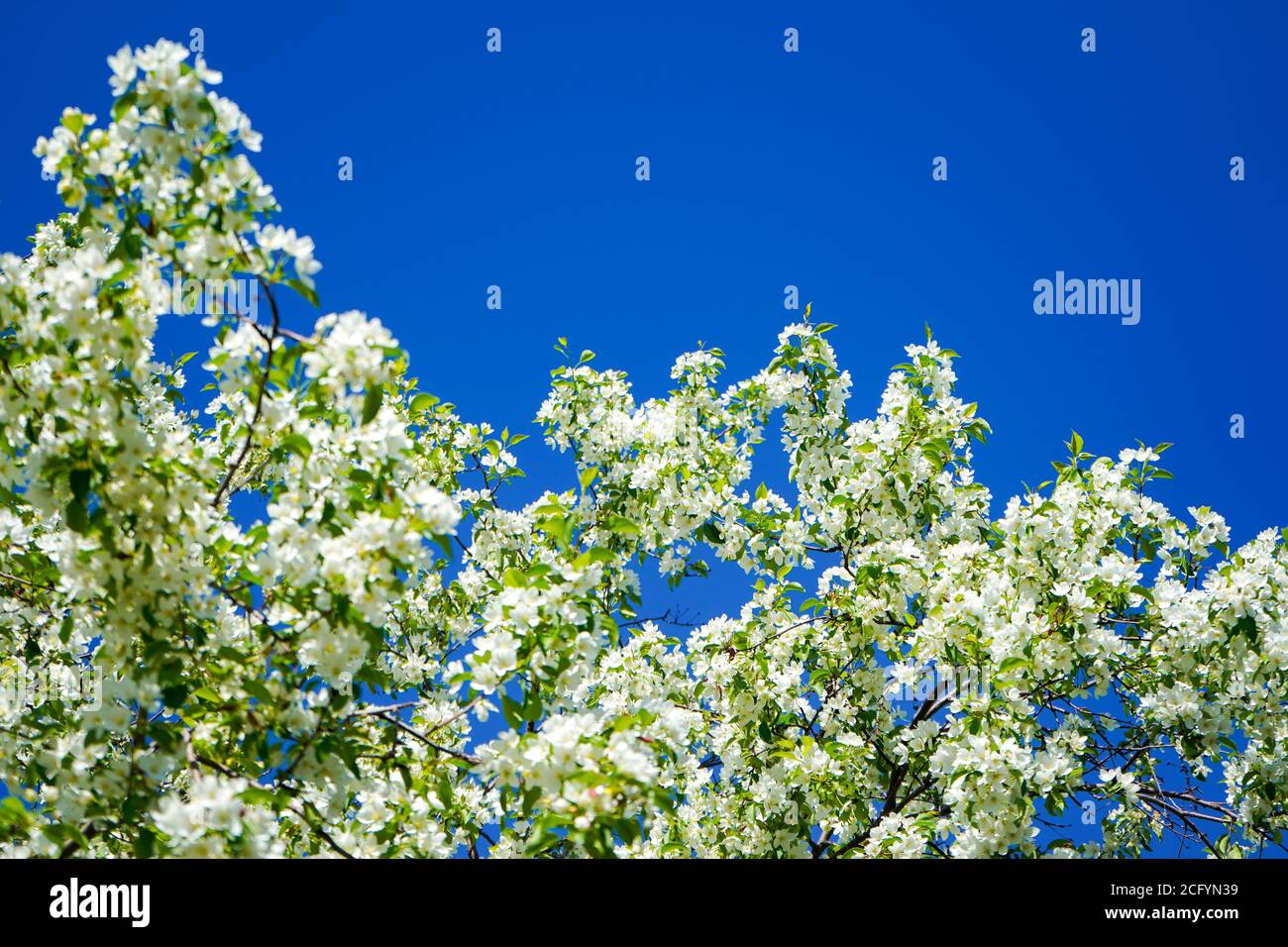 Pommier blanc en fleurs sur fond de ciel bleu par temps ensoleillé Banque D'Images