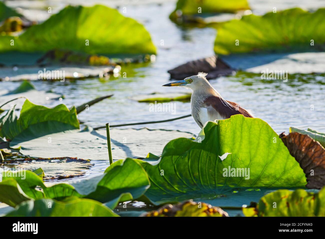 Indian Pond-heron - Ardeola grayii, magnifique héron brun et blanc provenant des eaux fraîches et des zones humides asiatiques, Sri Lanka. Banque D'Images